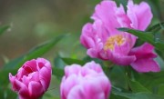 芍药花可以吃吗
