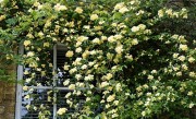 木香花为什么不能种在家里 家里种木香花好不好