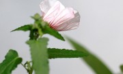 木槿花耐寒吗