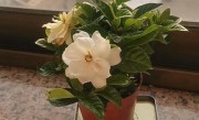 栀子花怎么种植 栽种时间和方法