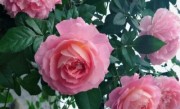 家里门口适合种植什么花（自家门口什么花期长容易种）