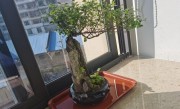 铁包金盆景养护方法 铁包金下山桩栽种技巧
