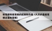 粉葛根和柴葛根的区别和作用（入药的是柴葛根还是粉葛根）