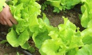生菜叶子边缘变黄是什么原因（生菜叶边发黄怎么补救处理）