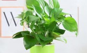 绿萝是什么植物