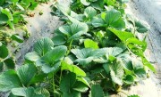 草莓什么时候开花结果