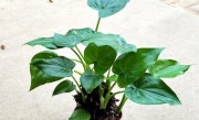 滴水观音开花吗 开花什么样子