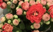 长寿花老桩怎么养 修剪造型与养殖方法