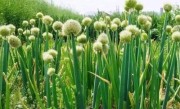大葱会开花吗 一般什么时候开花