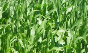 玉米一年可以种几次 一年种两季玉米时间怎么安排