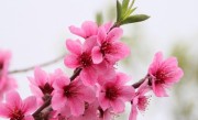 桃花生长环境条件及特点