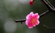 代表春夏秋冬的花图片（四季有代表性的花有哪些）