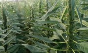 黑芝麻什么时候种植最好