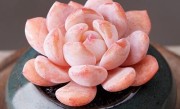 橙梦露多久服盆