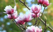 玉兰花花语和寓意 象征着什么寓意