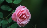 什么花的花语是诚信