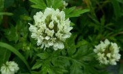 湖北艾草哪里最好（艾草之乡：蕲春产的最正宗出名）