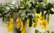 雀梅会开花吗 种几年能开花