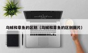 乌贼和章鱼的区别（乌贼和章鱼的区别图片）