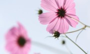 格桑花一年开几次花