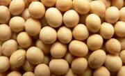 大豆什么时候收割产量最高 大豆的收割时间