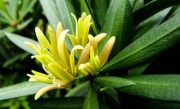 罗汉松开花吗 开的花是什么样子的