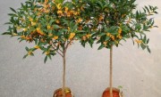 四季桂花耐寒吗（四季桂花树耐寒最低温度及冬天养护方法）