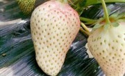 白草莓叫什么品种（日本白草莓品种简介、味道、图片）