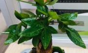 代表富贵发财的花 什么花的花语代表富贵和发财