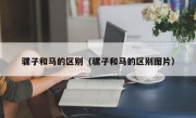 骡子和马的区别（骡子和马的区别图片）