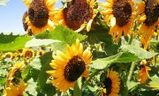 向日葵什么季节开花 开花时间与花期月份