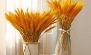 家里放麦穗干花好吗（黄金干麦穗插花放在客厅影响风水吗）