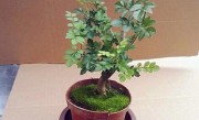 对节白蜡怎么修剪方法