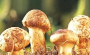北方蘑菇品种大全图片及名称（东北常见野生蘑菇种类）