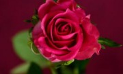 1朵玫瑰花语代表什么意思