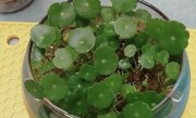 铜钱草可以用水养吗