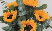 向日葵怎么做干花保持颜色 干花制作方法