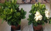 栀子花好养吗 怎样养栀子花才长得好