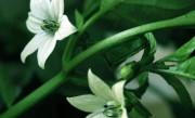 月见草花期是什么时候
